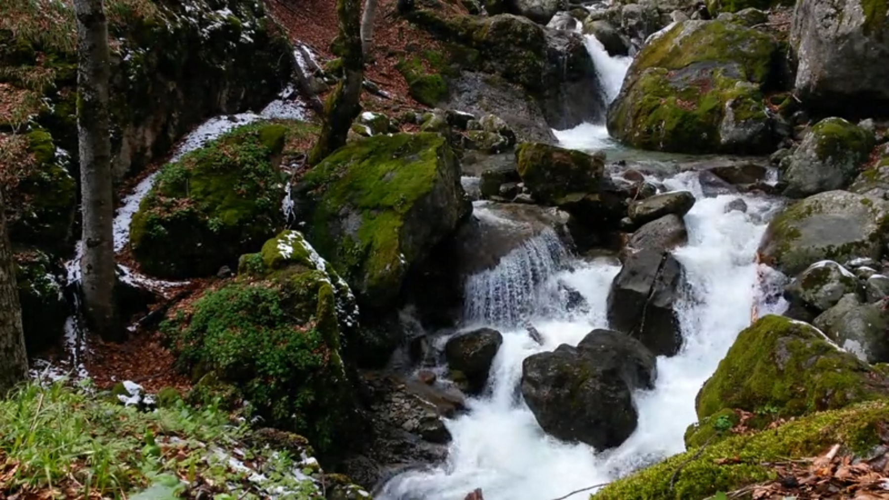 Tassie Forest Waters