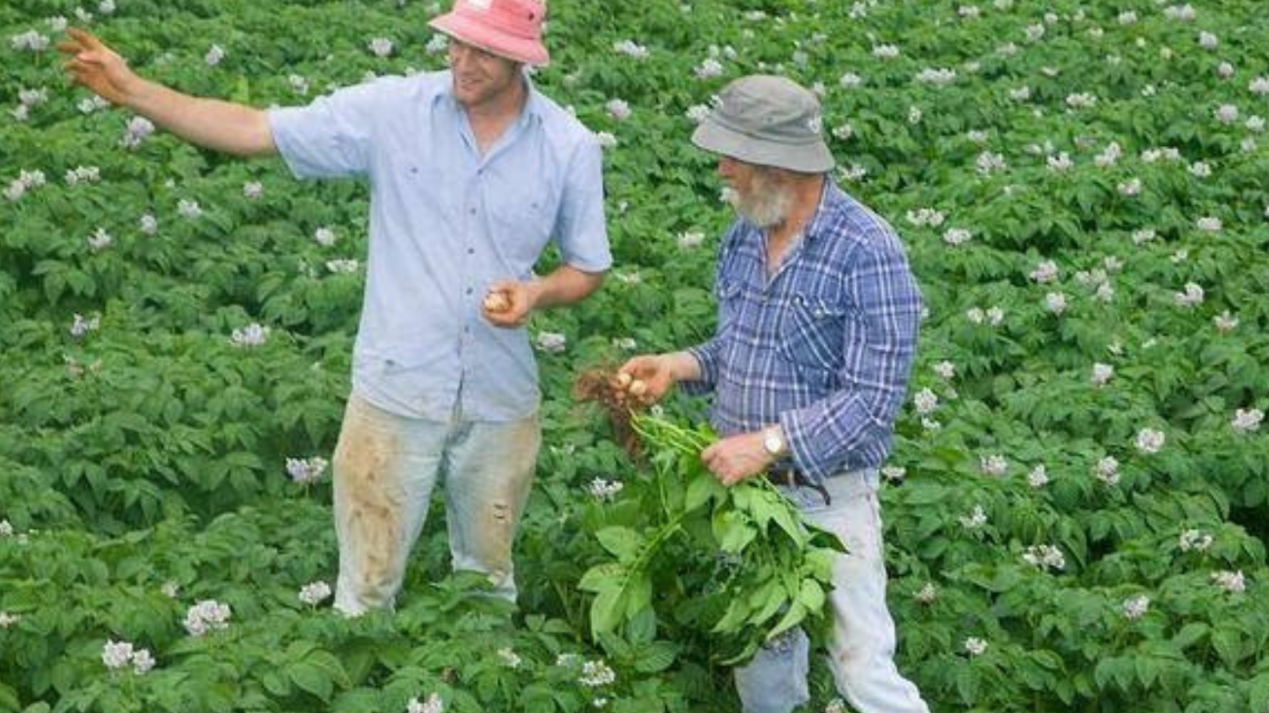Youngs Veggie Shed